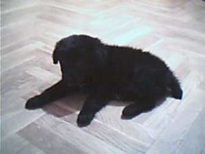 ofer spre adoptie pui metis-pechinez 2 luni