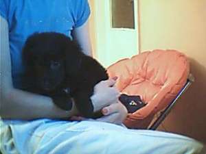 ofer spre adoptie pui metis-pechinez 2 luni