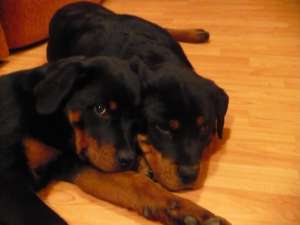 Rottweiler cu Pedigree !!!