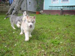 vand catelusi husky