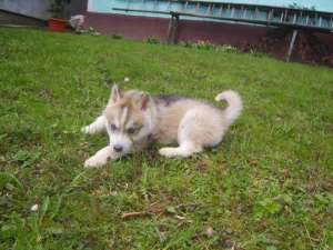 vand catelusi husky