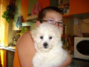 Monta Bichon
