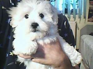 Monta Bichon
