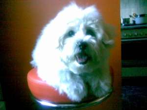 Monta Bichon