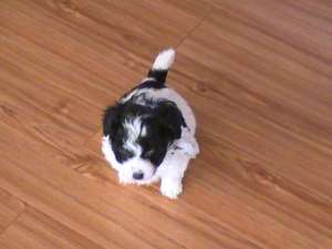 Puiuti bichon