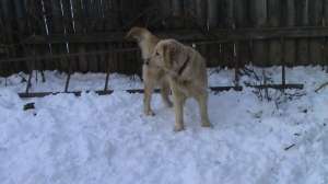 vand pui golden retriever