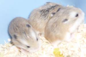 Vand hamster Roborovski