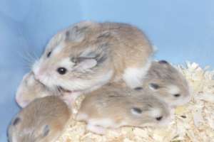 Vand hamster Roborovski