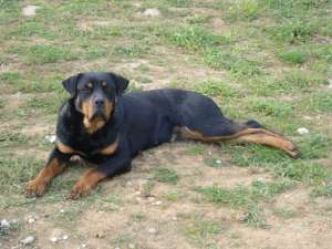 Vand femela  rottweiler