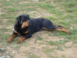 Vand femela  rottweiler