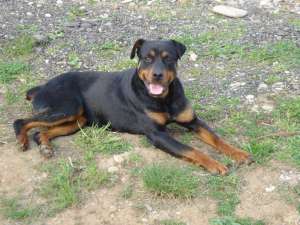 Vand femela  rottweiler