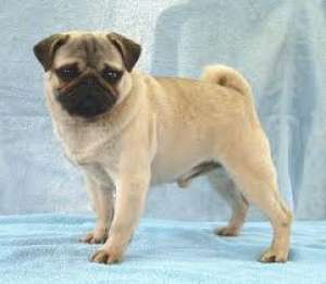 Cumpar sau adopt catel
