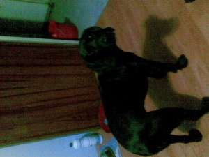 donez coker