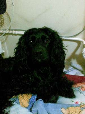 donez coker