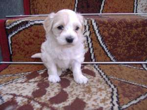 Vind BICHON FRIZE Alb