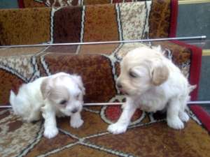 Vind BICHON FRIZE Alb