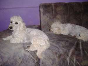 Vind BICHON FRIZE Alb