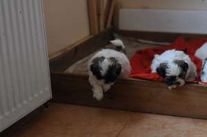 vand   catei   shih tzu