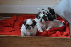vand   catei   shih tzu