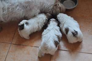 vand   catei   shih tzu