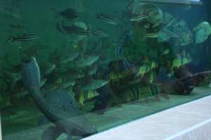 vand pesti exotici 30 specii doar en gros