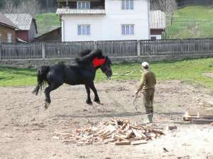 vand armasar negru