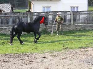 vand armasar negru