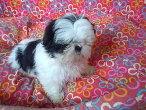shihtzu fetitesi baieti 8 sapt