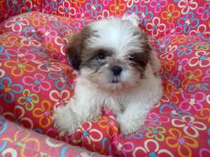 shihtzu fetitesi baieti 8 sapt