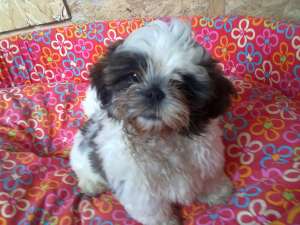 shihtzu fetitesi baieti 8 sapt