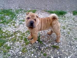 exemplar superb sharpei 11 sapt