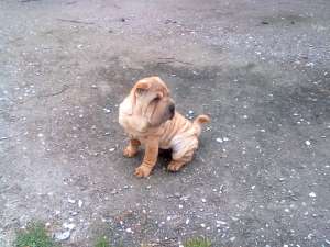 exemplar superb sharpei 11 sapt