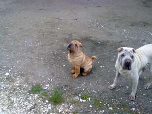 exemplar superb sharpei 11 sapt