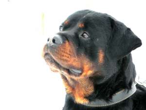 vand pui rottweiler