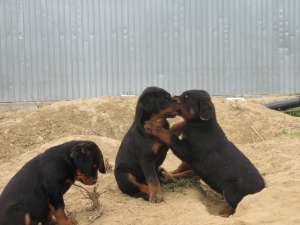 vand pui rottweiler