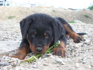 vand pui rottweiler