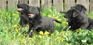 Vand pui Labrador Retriever