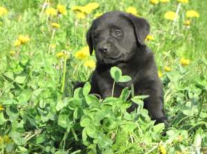 Vand pui Labrador Retriever