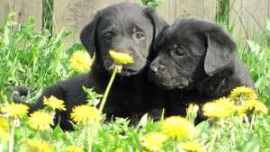 Vand pui Labrador Retriever