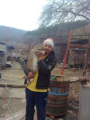 vand iepuri