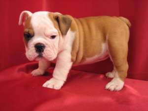 5 engleză Bulldogs �nt�mplă ca gunoi.