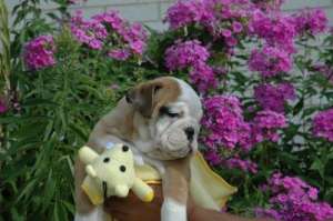 5 engleză Bulldogs �nt�mplă ca gunoi.