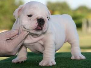 5 engleză Bulldogs �nt�mplă ca gunoi.