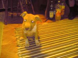 Vand Mascul Amstaff 3 Luni