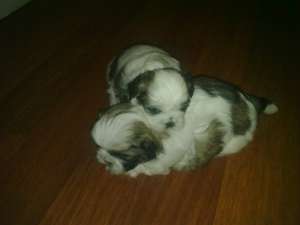 Vand URGENT pui Shit Tzu