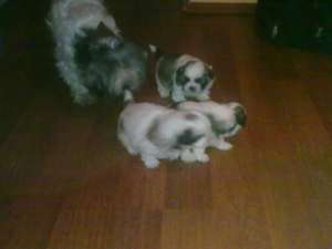 Vand URGENT pui Shit Tzu