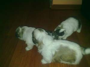 Vand URGENT pui Shit Tzu