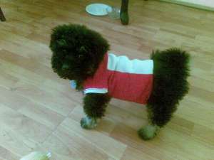 vand caniche imperial
