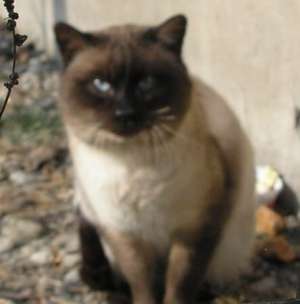 Cumpar sau iau spre adoptie