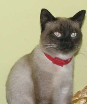 Cumpar sau iau spre adoptie